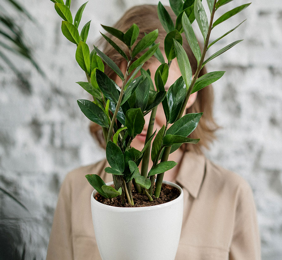 Small plant product-25